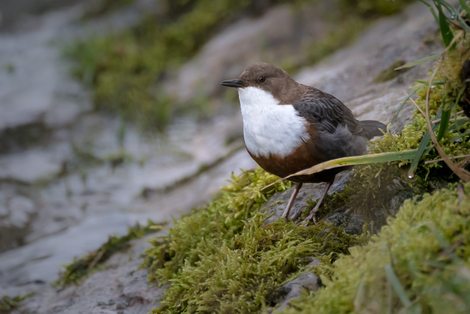 Wasseramsel