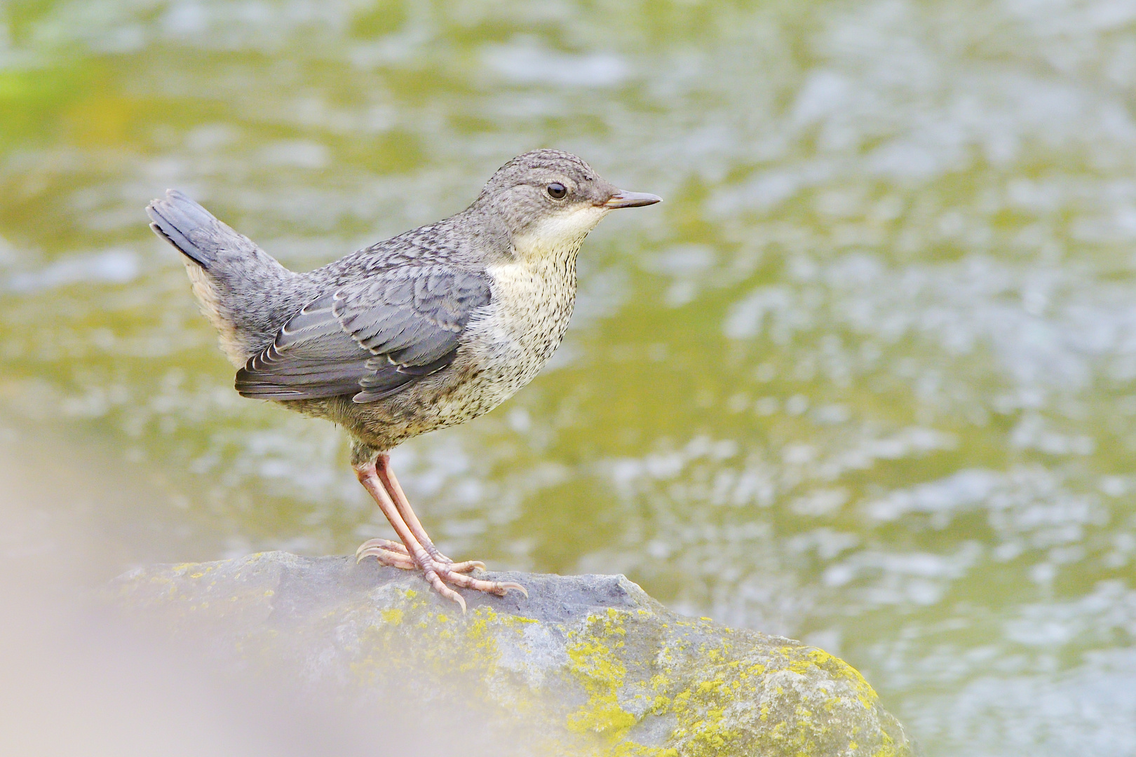 Wasseramsel 