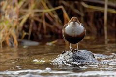 Wasseramsel