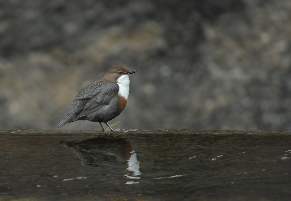 Wasseramsel