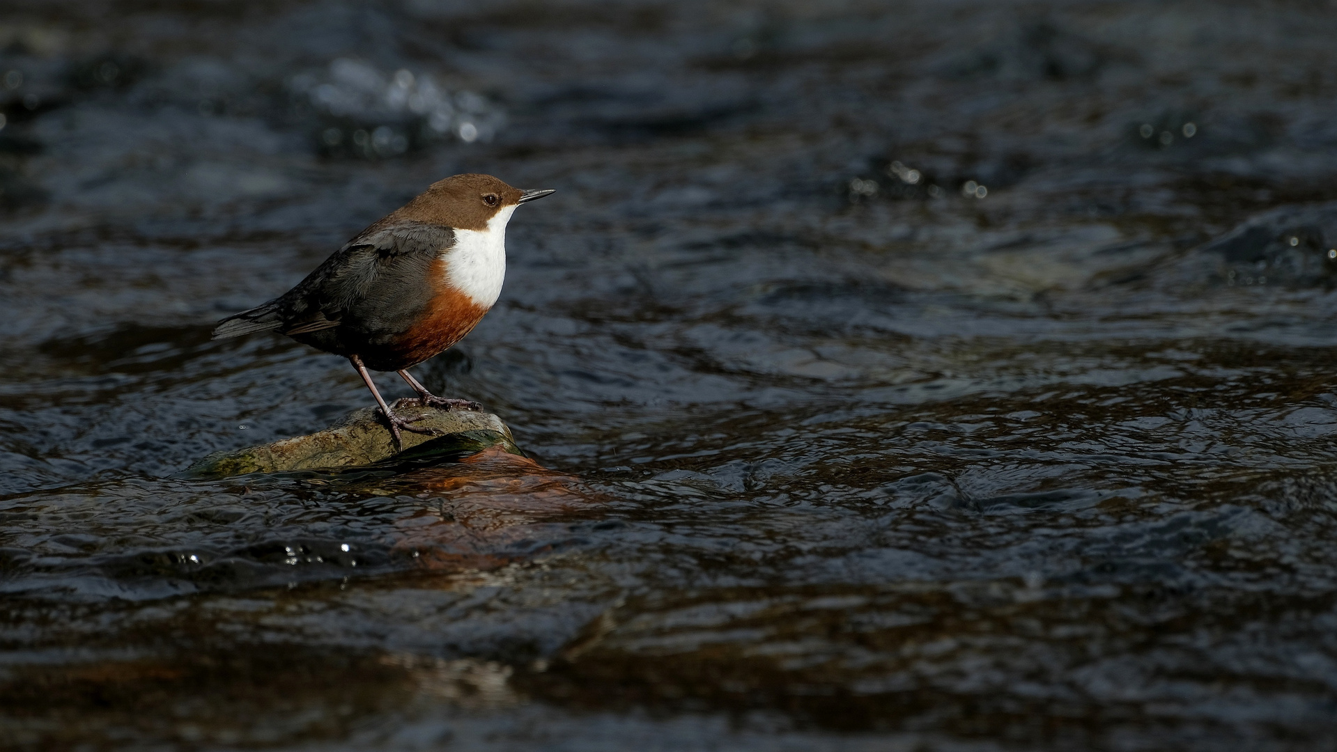 Wasseramsel 