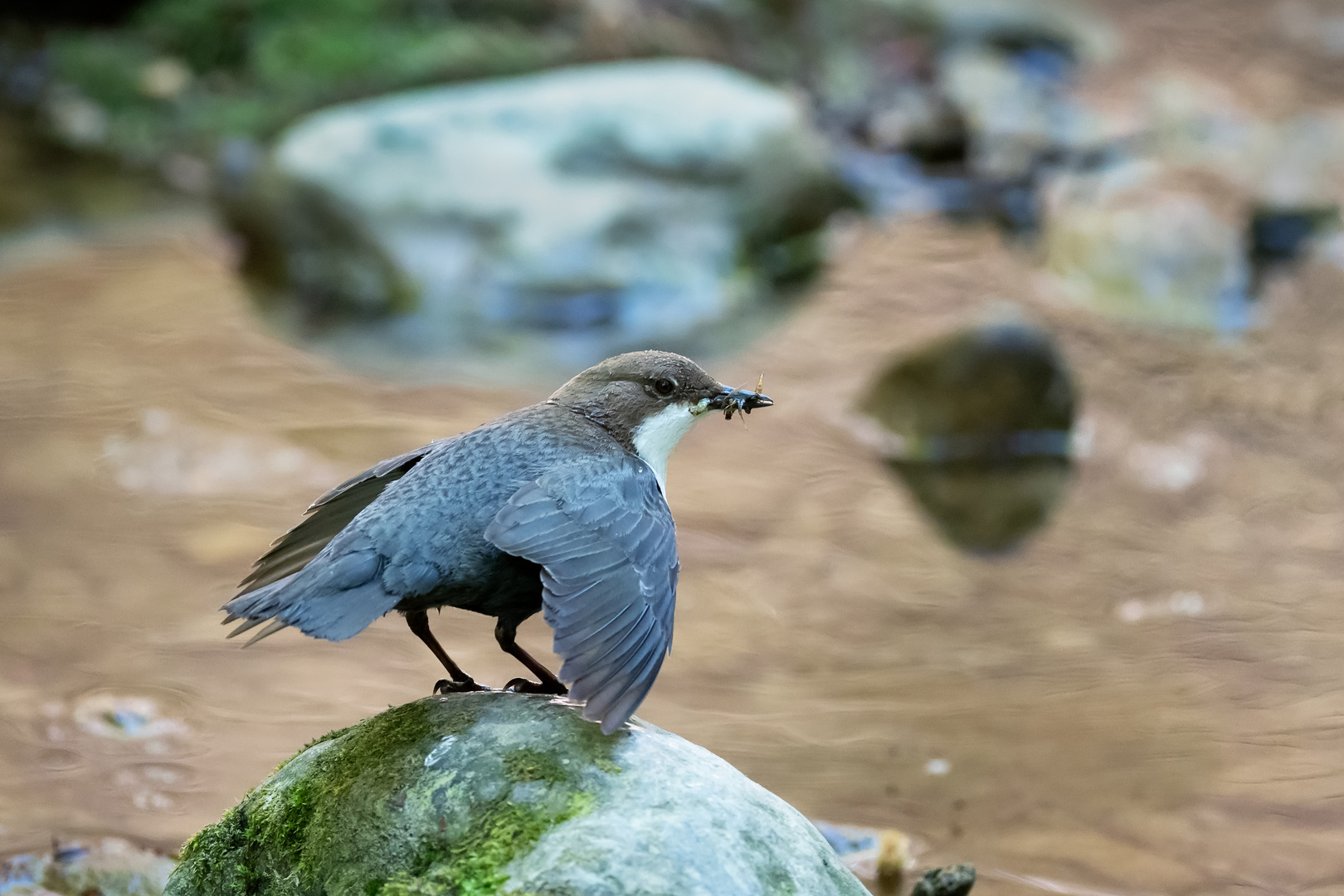 Wasseramsel