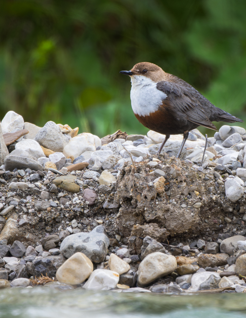 Wasseramsel