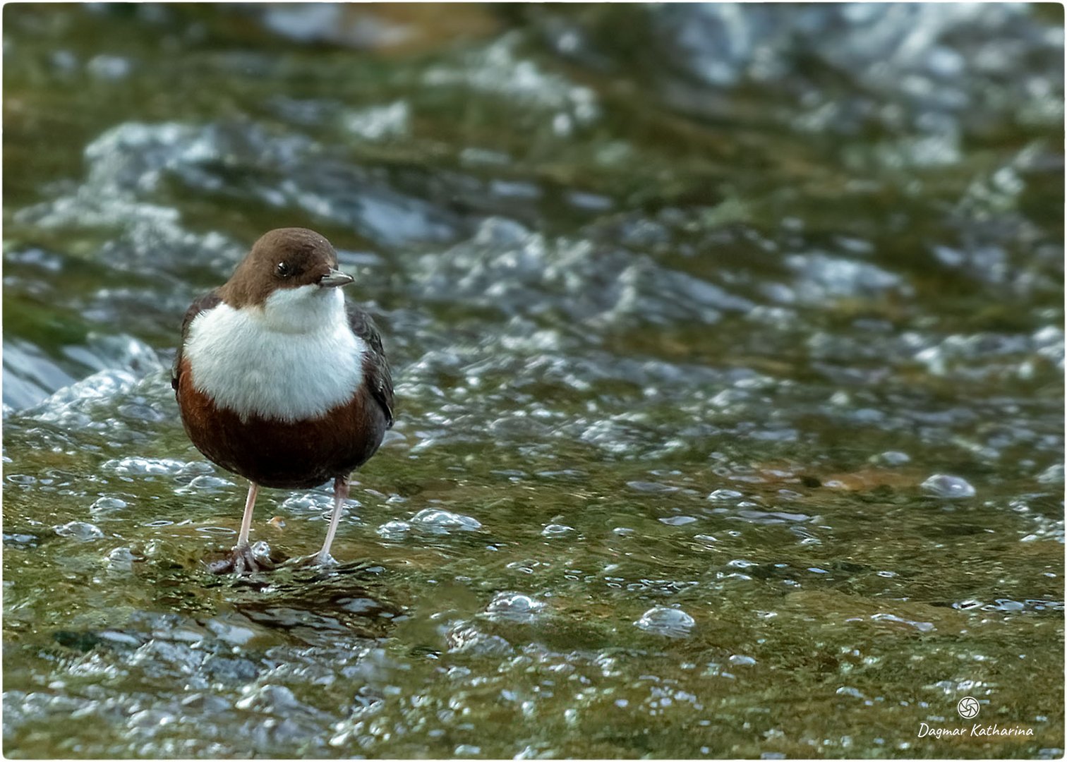 Wasseramsel