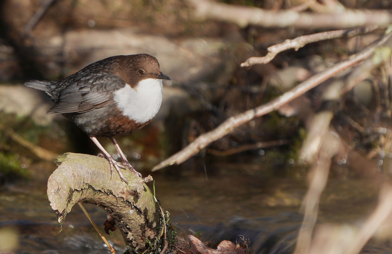 Wasseramsel.