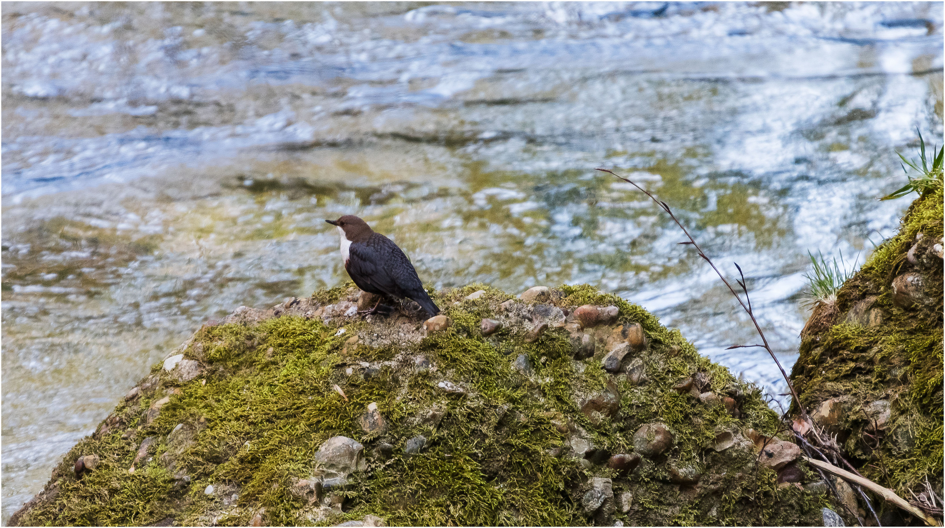 Wasseramsel