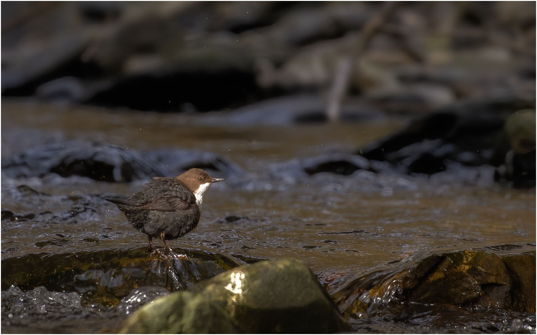 Wasseramsel 