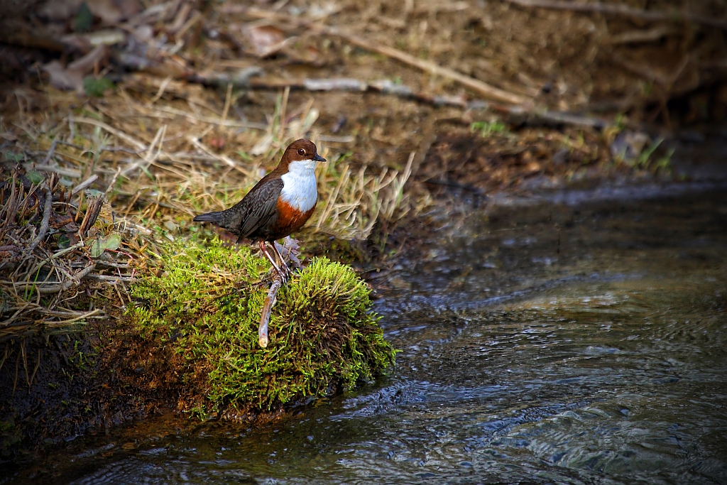 Wasseramsel