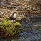 Wasseramsel