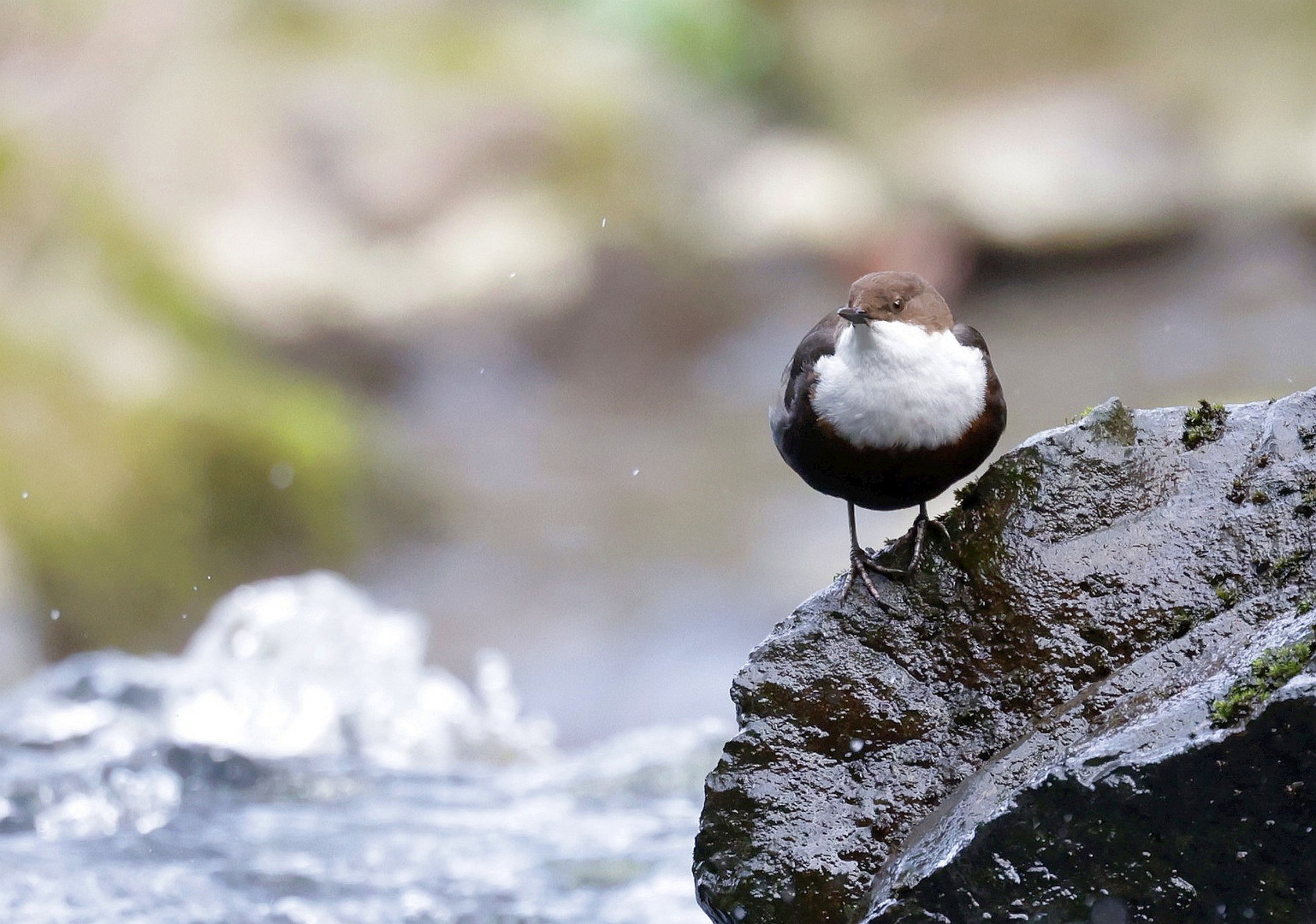 Wasseramsel