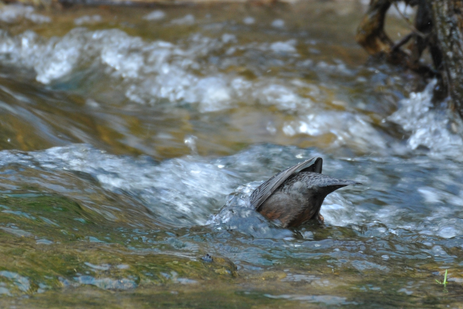 Wasseramsel