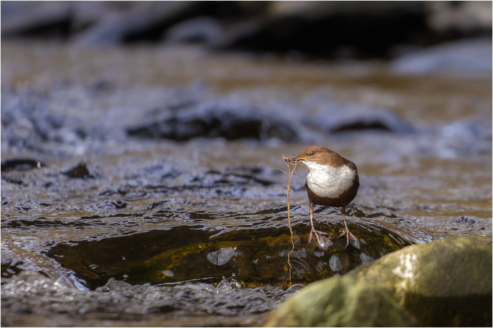 Wasseramsel