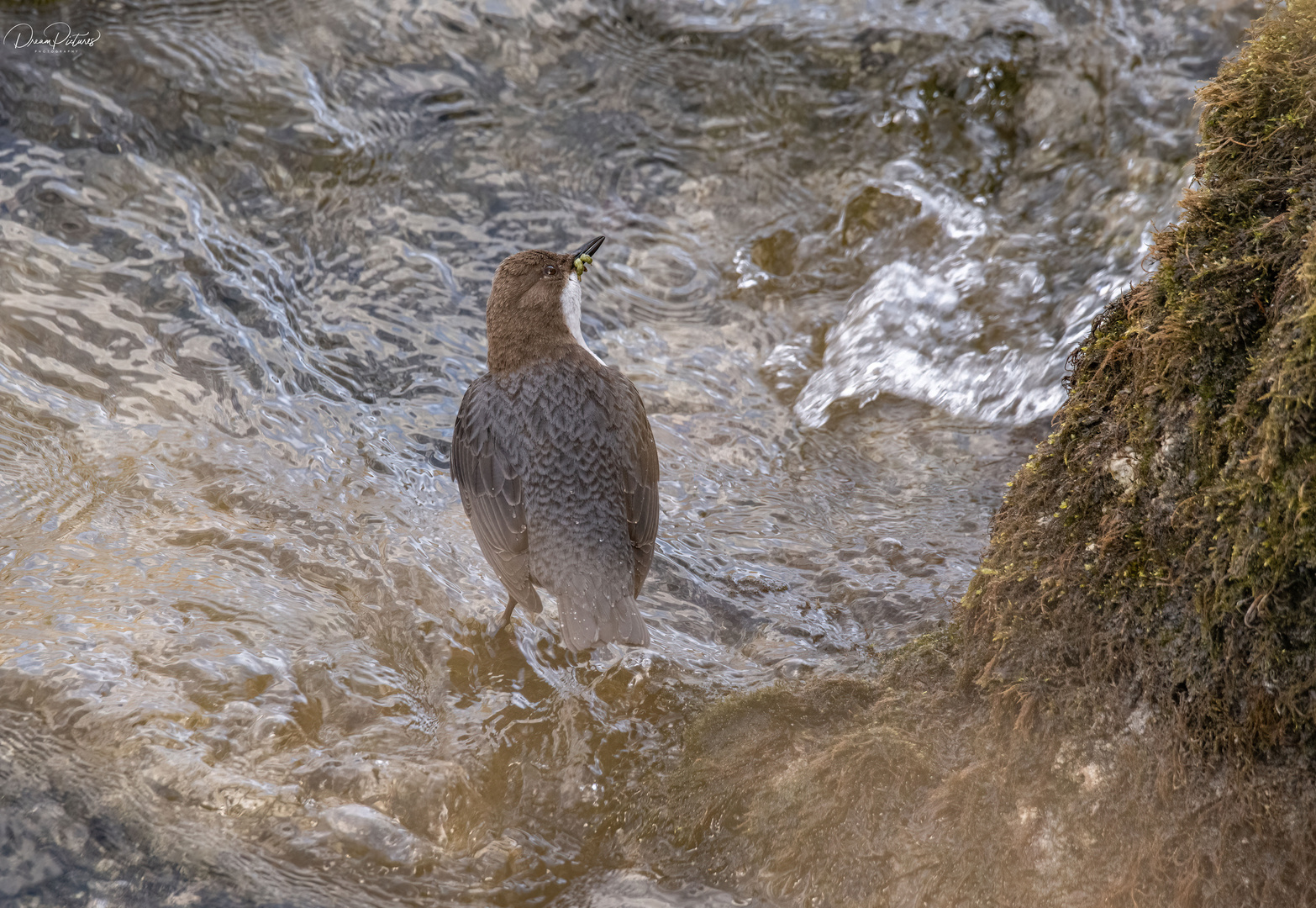 Wasseramsel