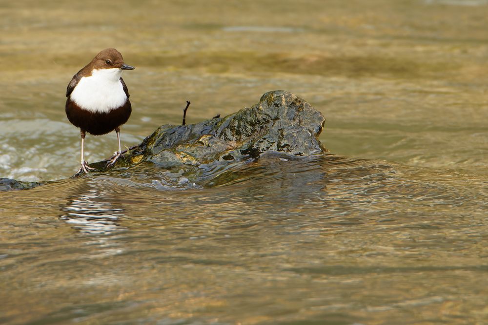 Wasseramsel