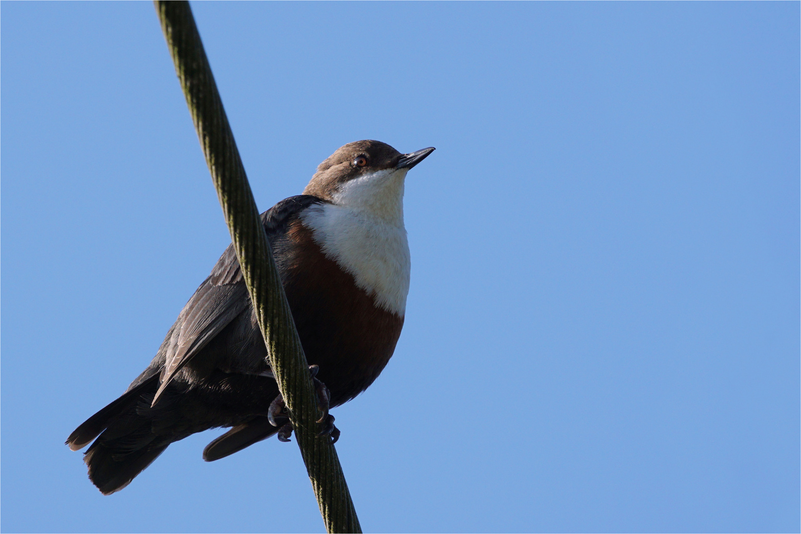 Wasseramsel