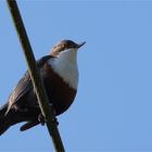 Wasseramsel