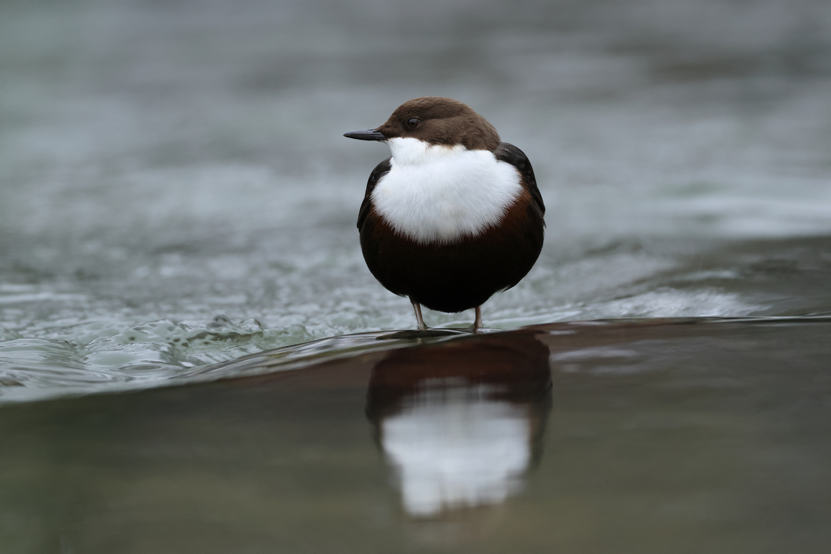 Wasseramsel 