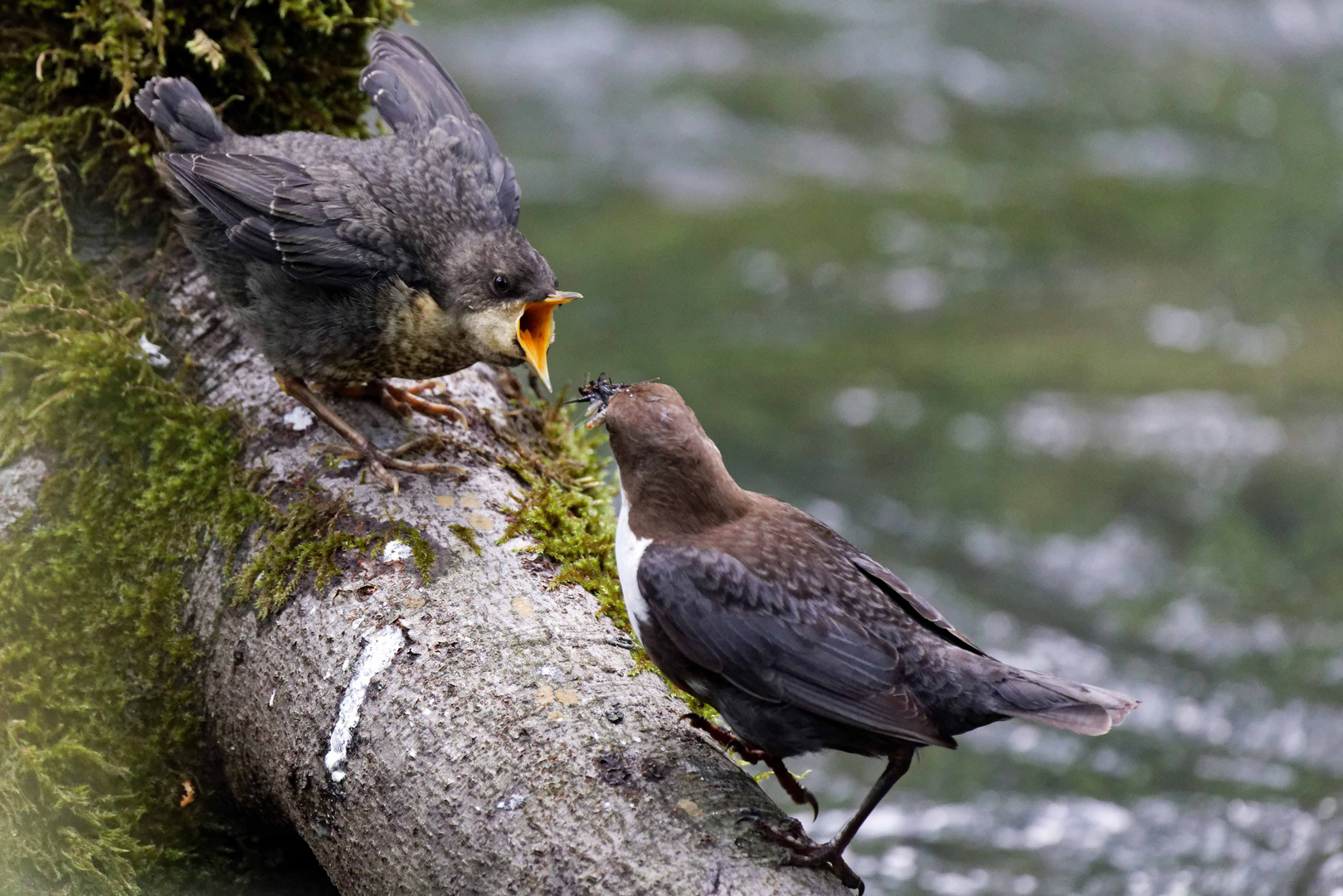 Wasseramsel