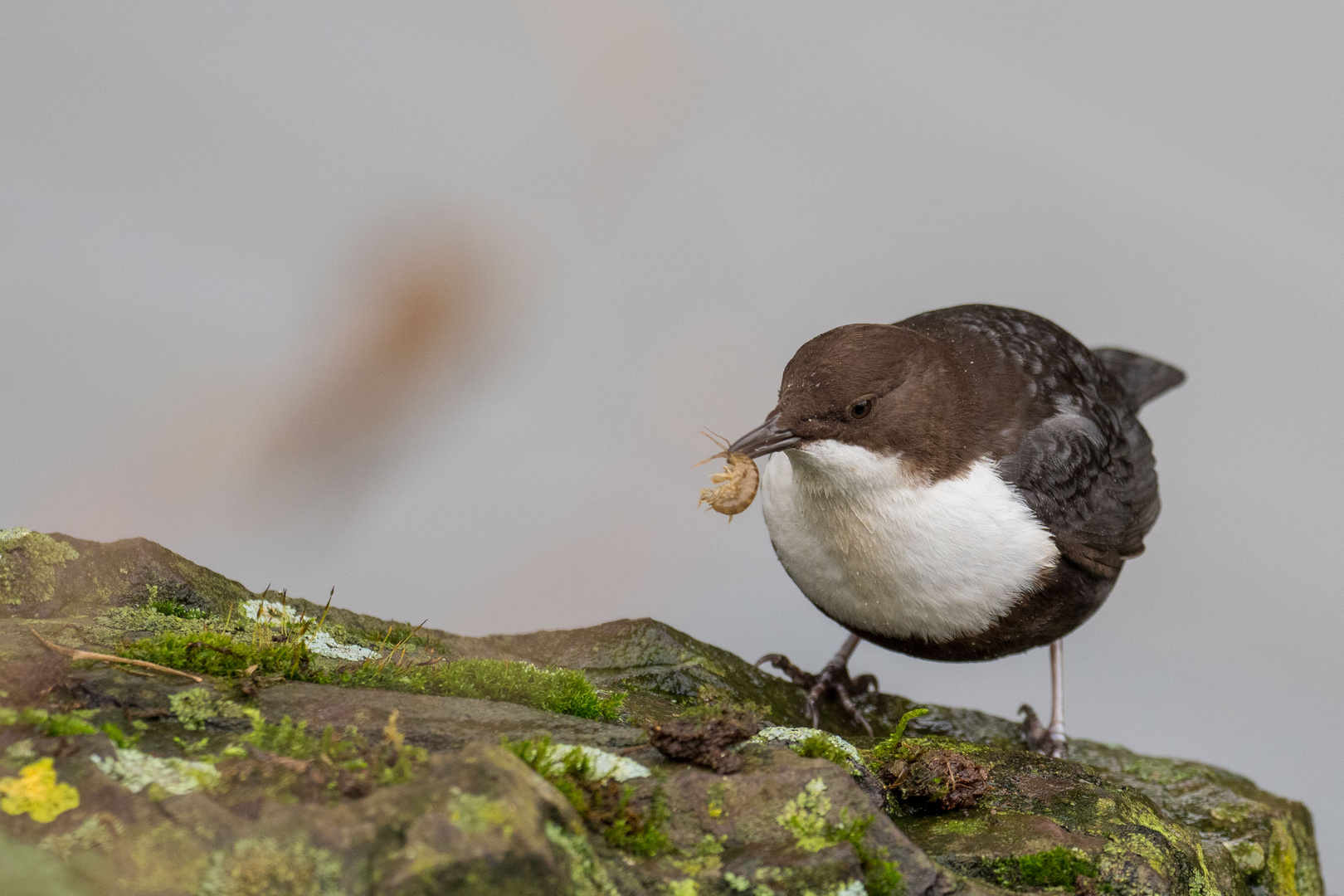 Wasseramsel