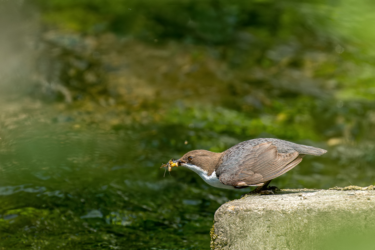 Wasseramsel