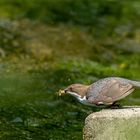 Wasseramsel