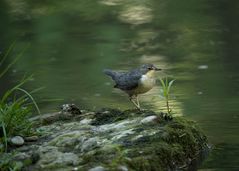 Wasseramsel