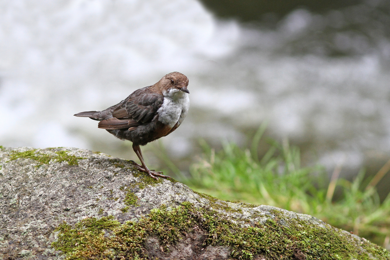 Wasseramsel