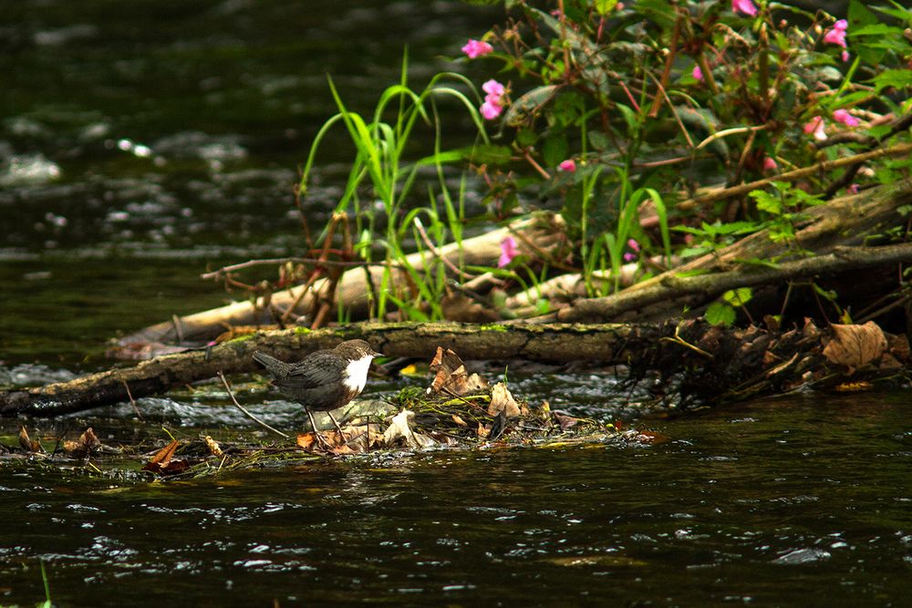 Wasseramsel