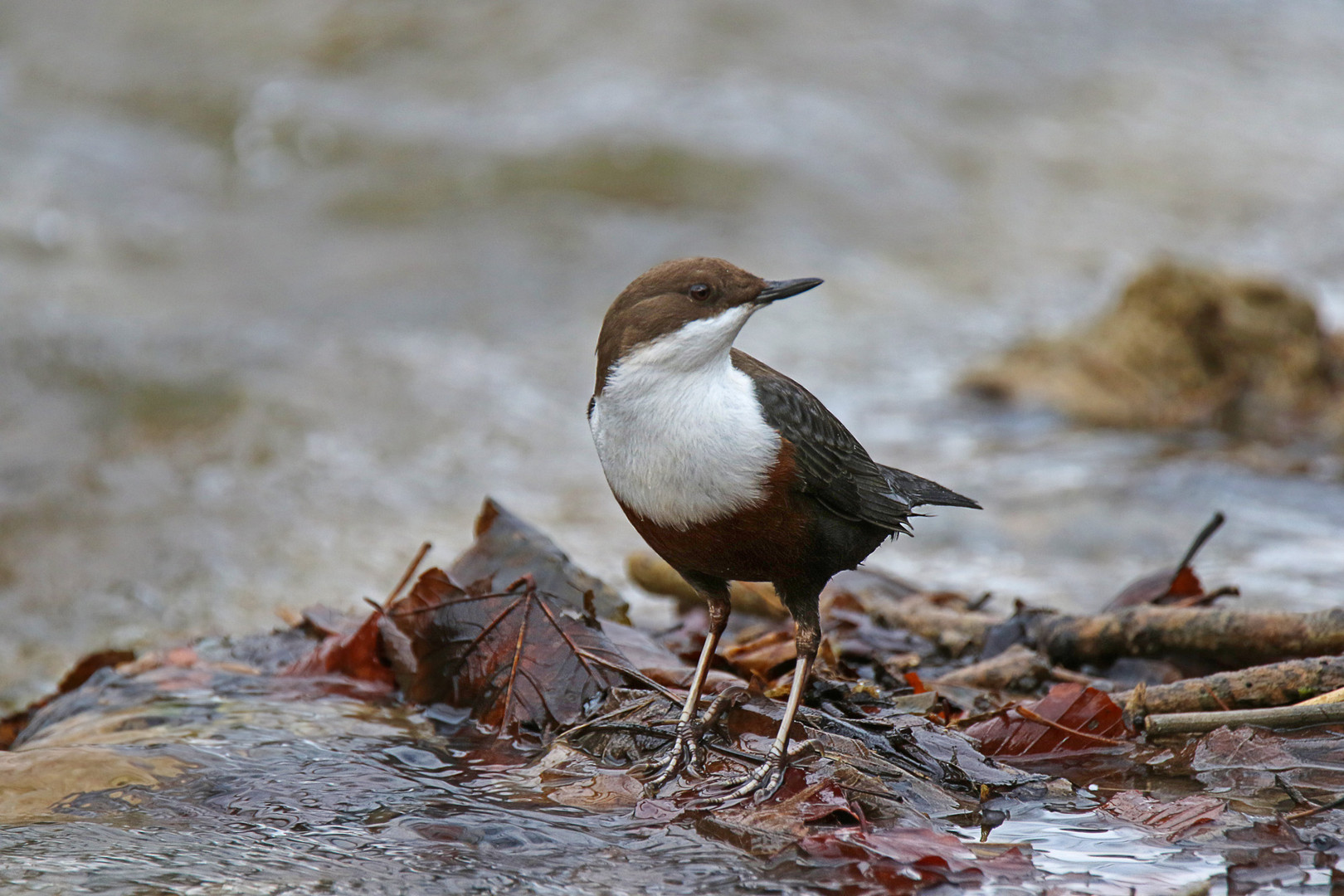 *** WASSERAMSEL *** (80'ste oder so..:)