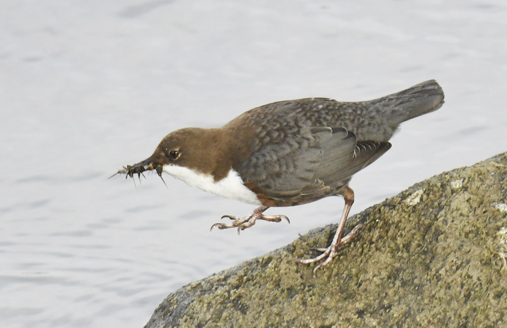 Wasseramsel