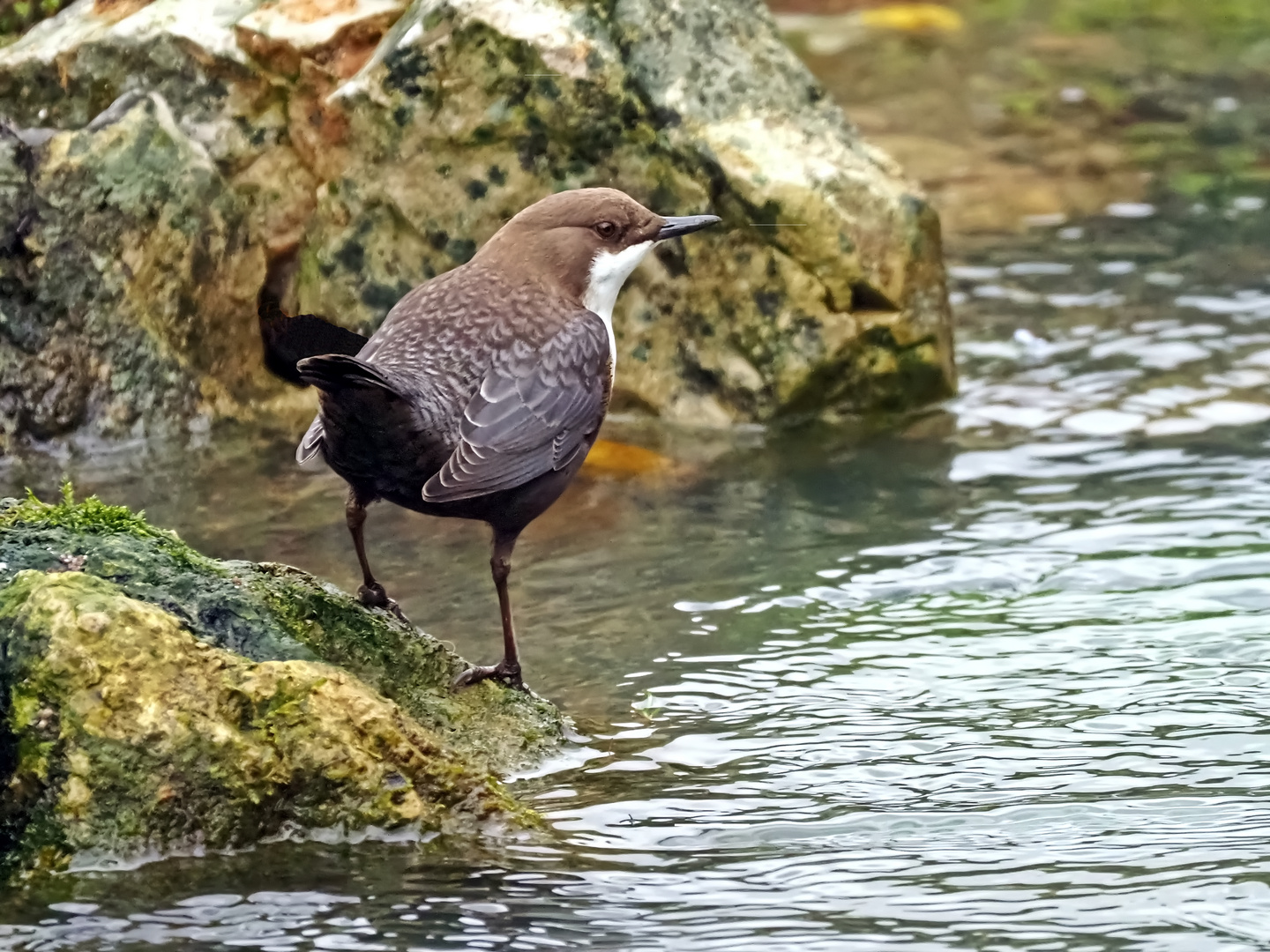 Wasseramsel