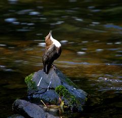 Wasseramsel