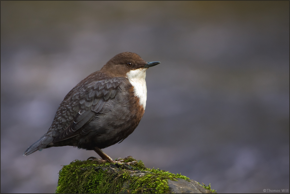 [  Wasseramsel   ]