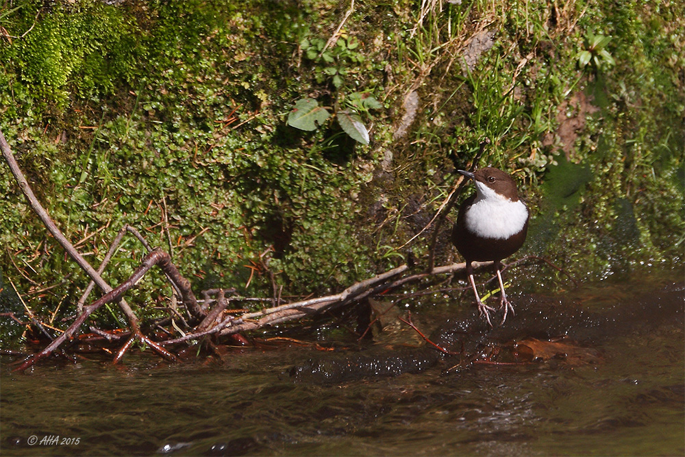 Wasseramsel