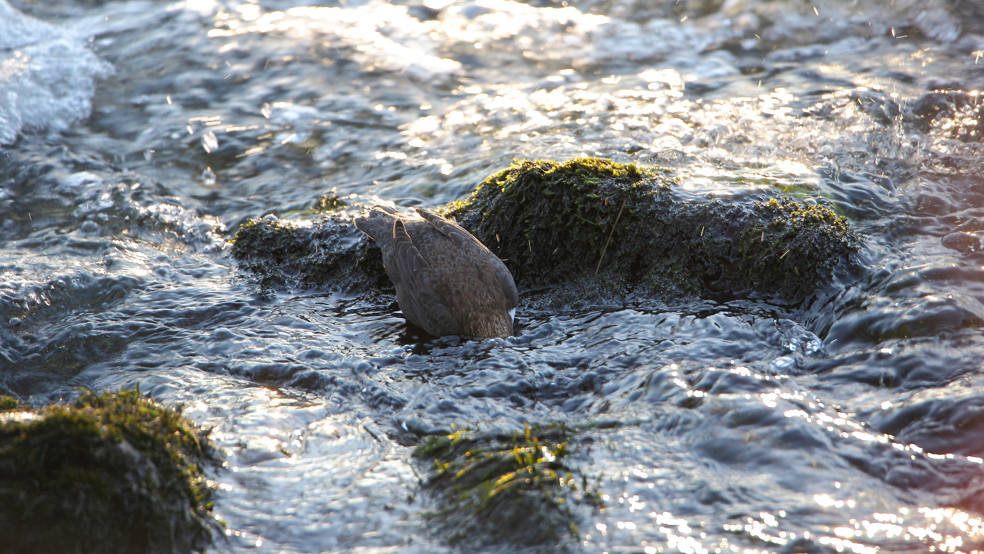 Wasseramsel