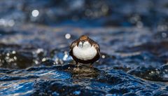 Wasseramsel 