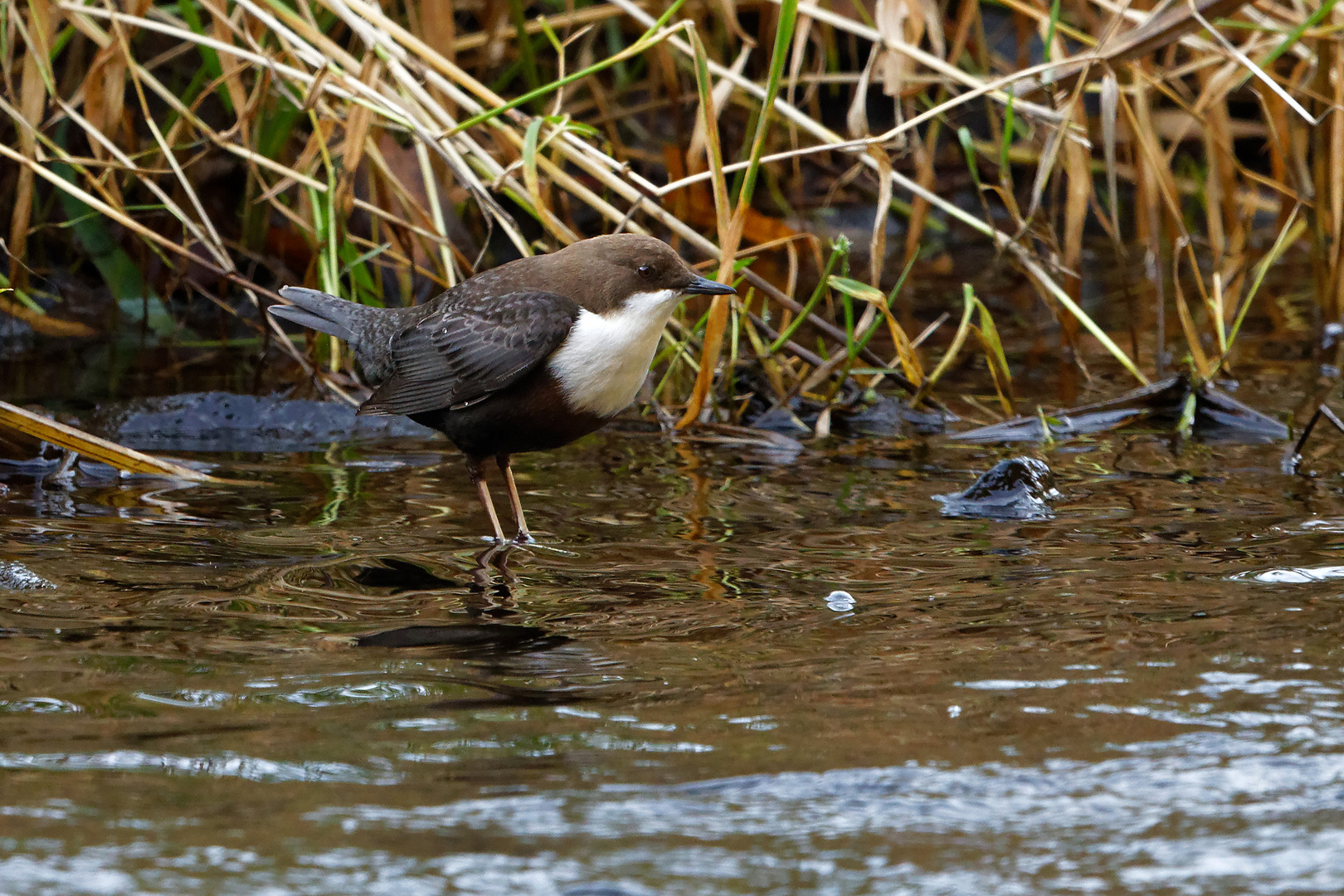 Wasseramsel 8666