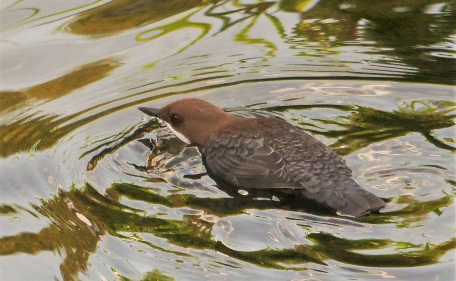 Wasseramsel 