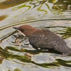 Wasseramsel 