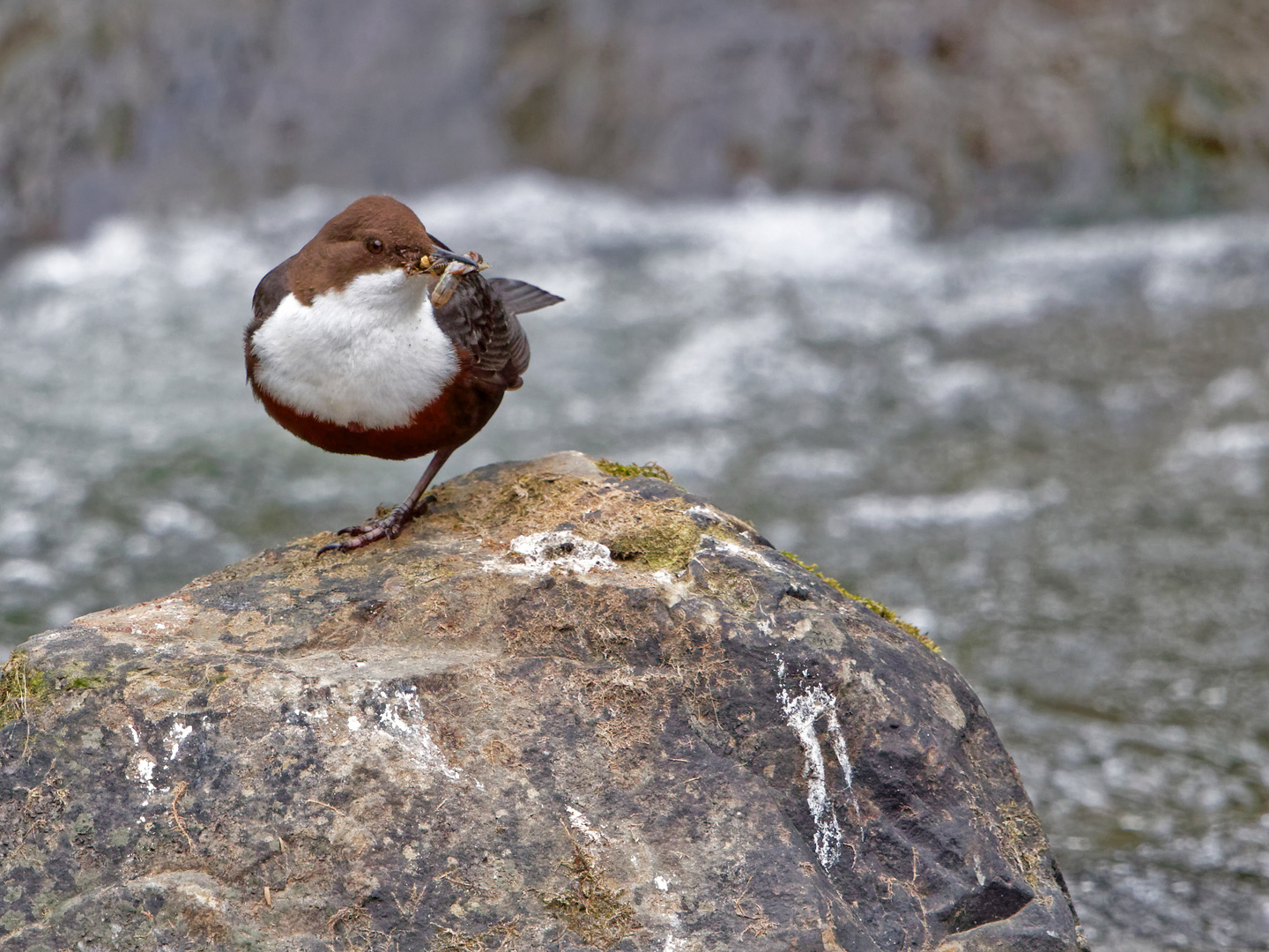 Wasseramsel