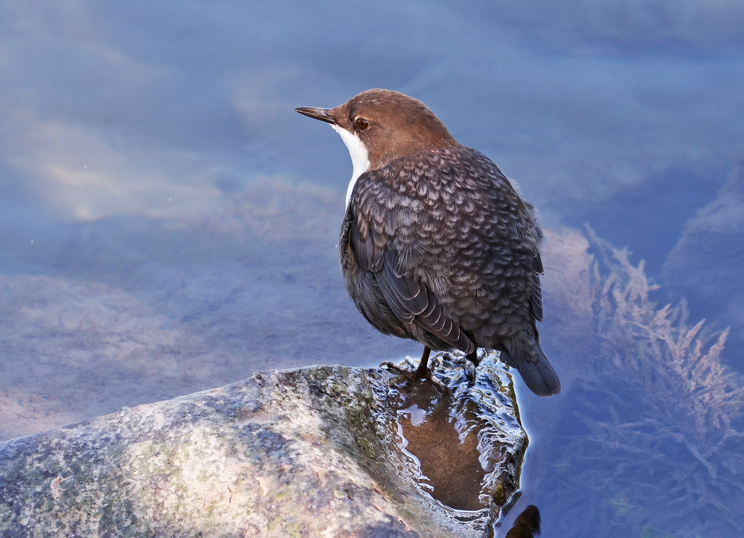 Wasseramsel