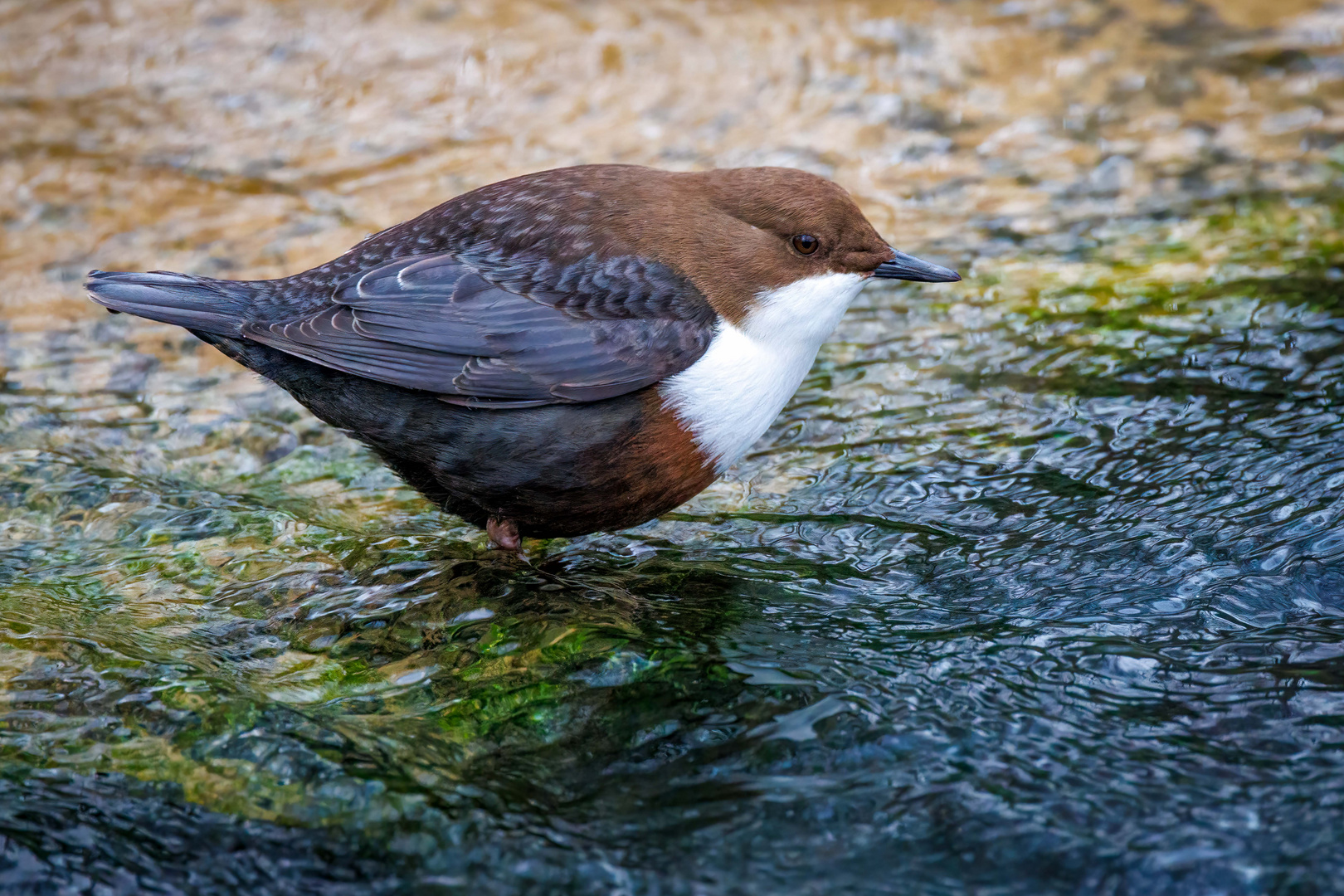 Wasseramsel