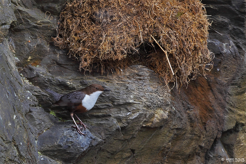 Wasseramsel