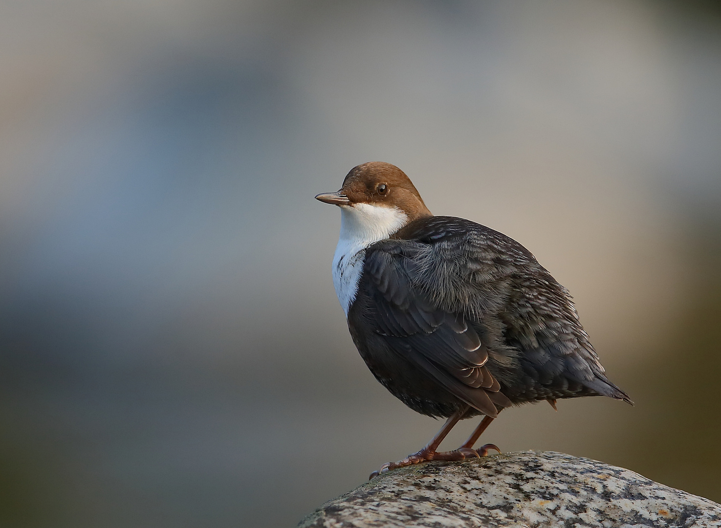 Wasseramsel