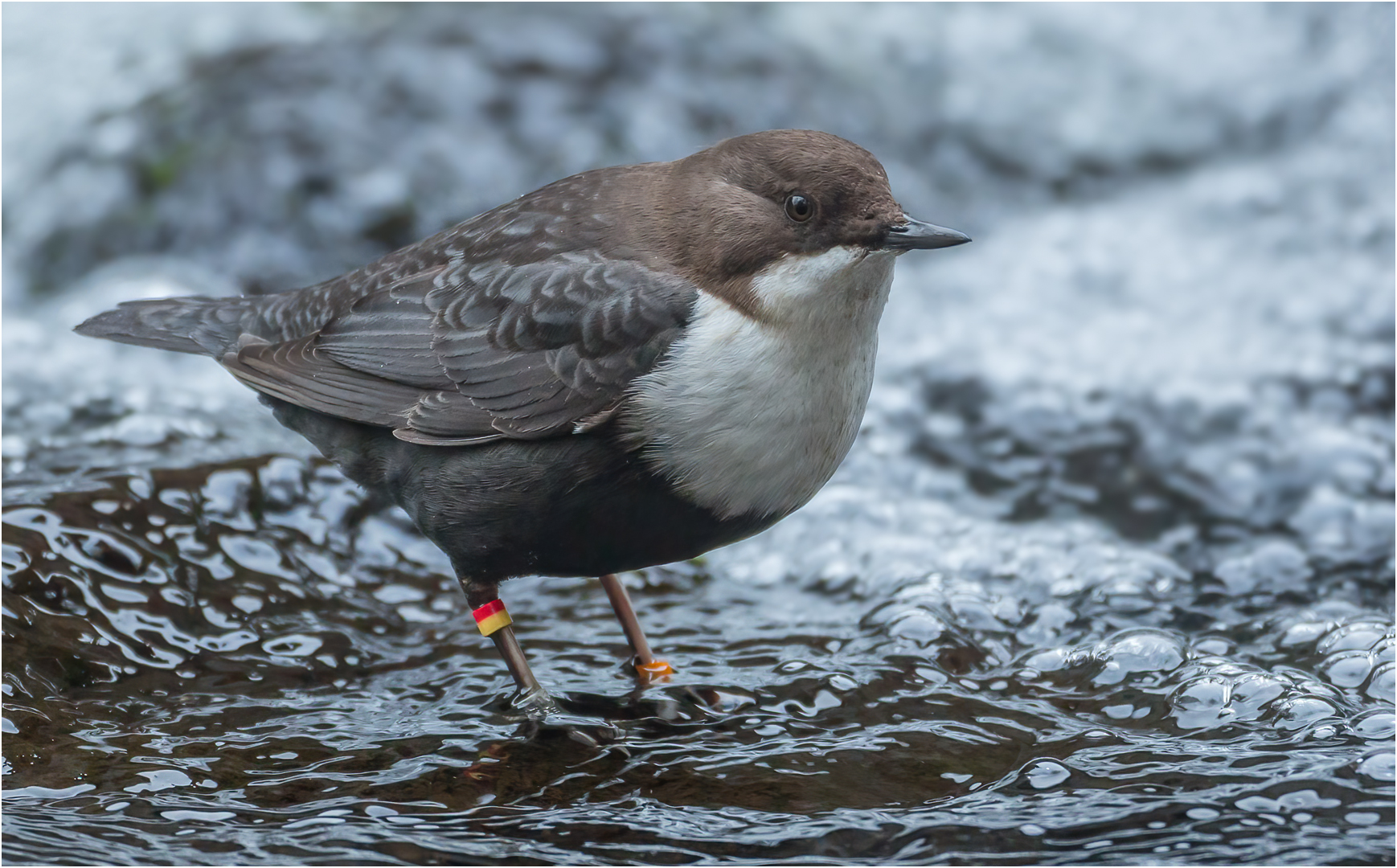 Wasseramsel