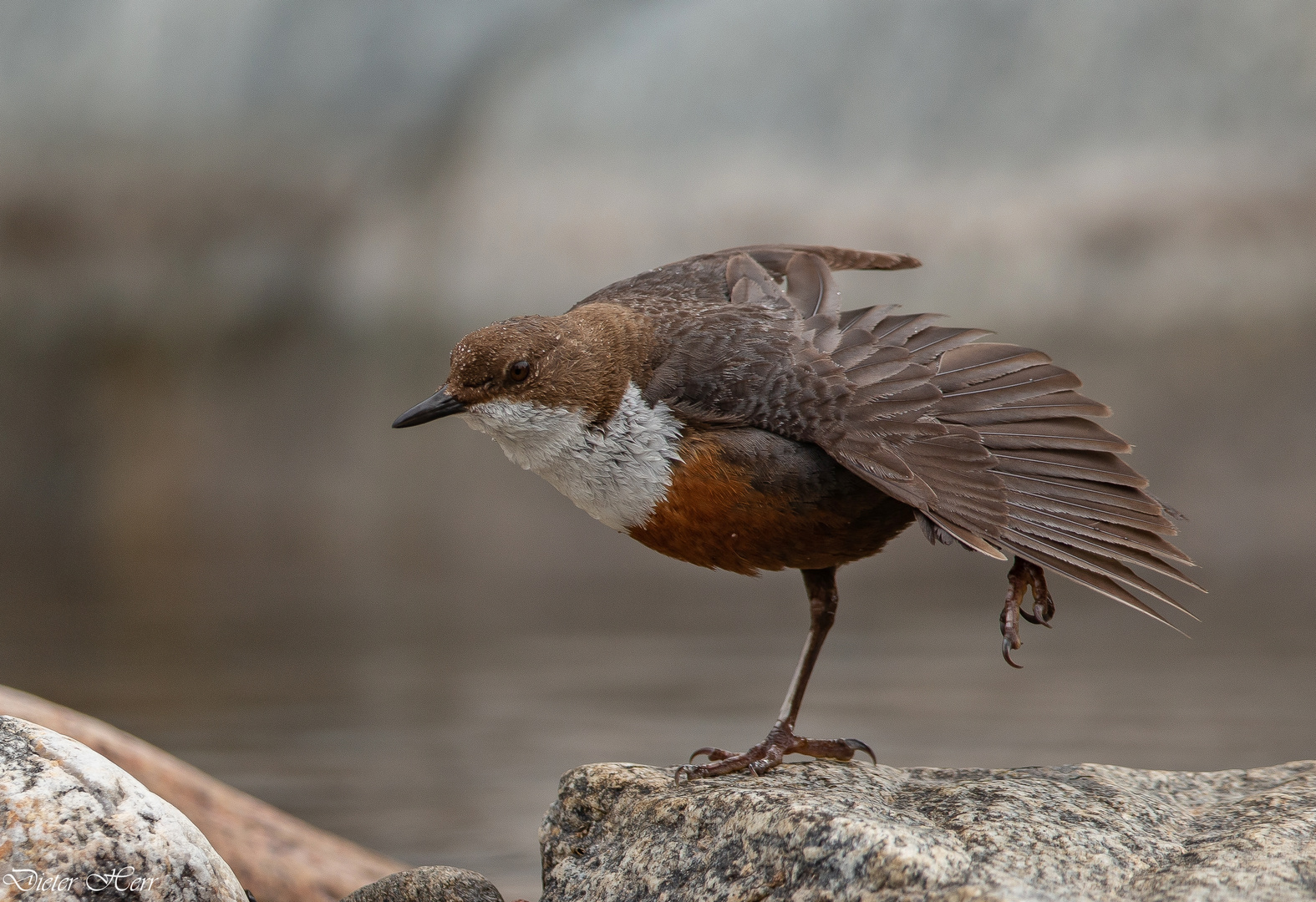 Wasseramsel....