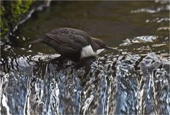 Wasseramsel