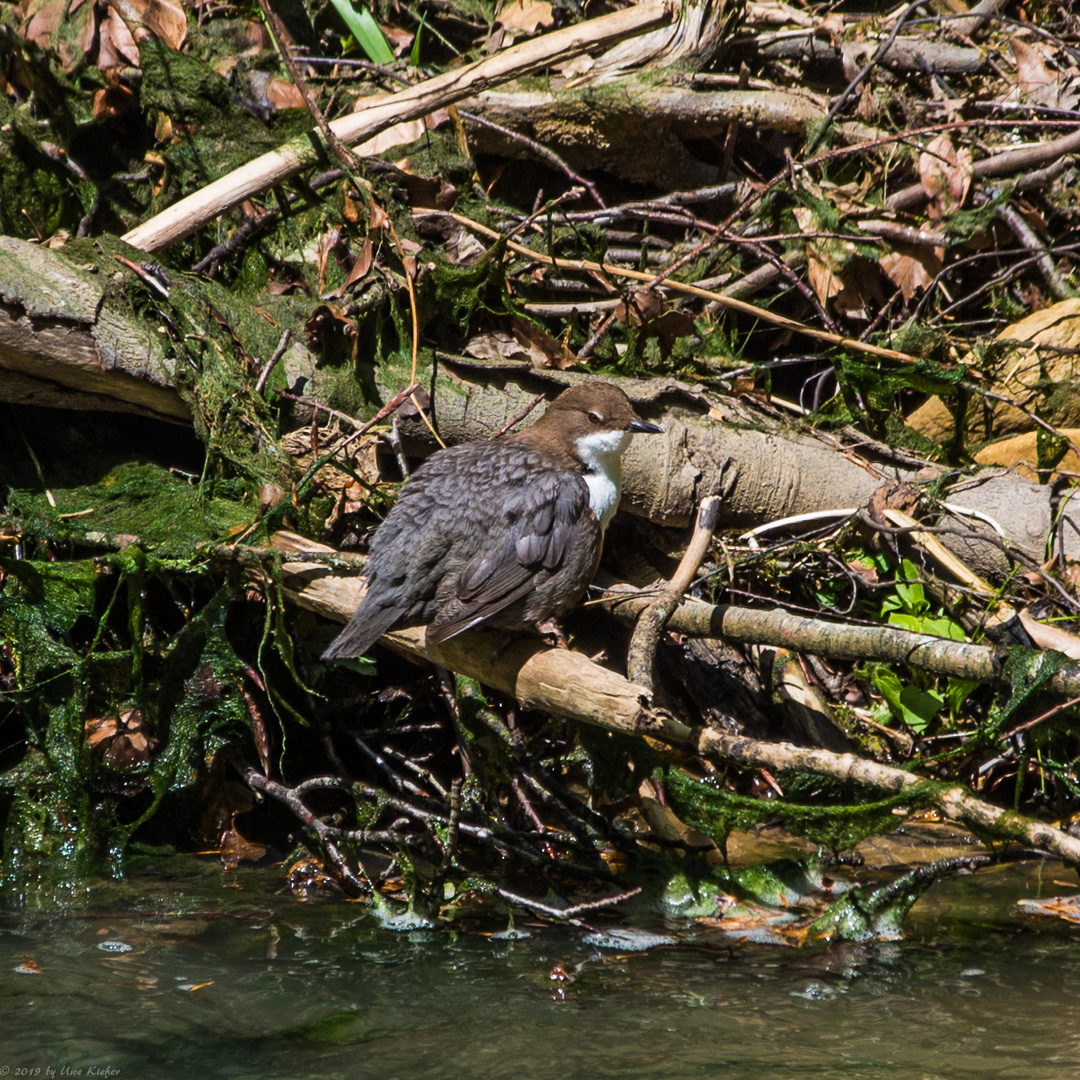 Wasseramsel