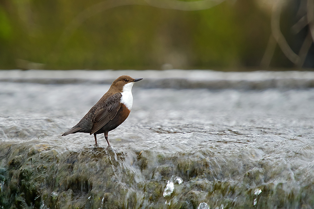 Wasseramsel