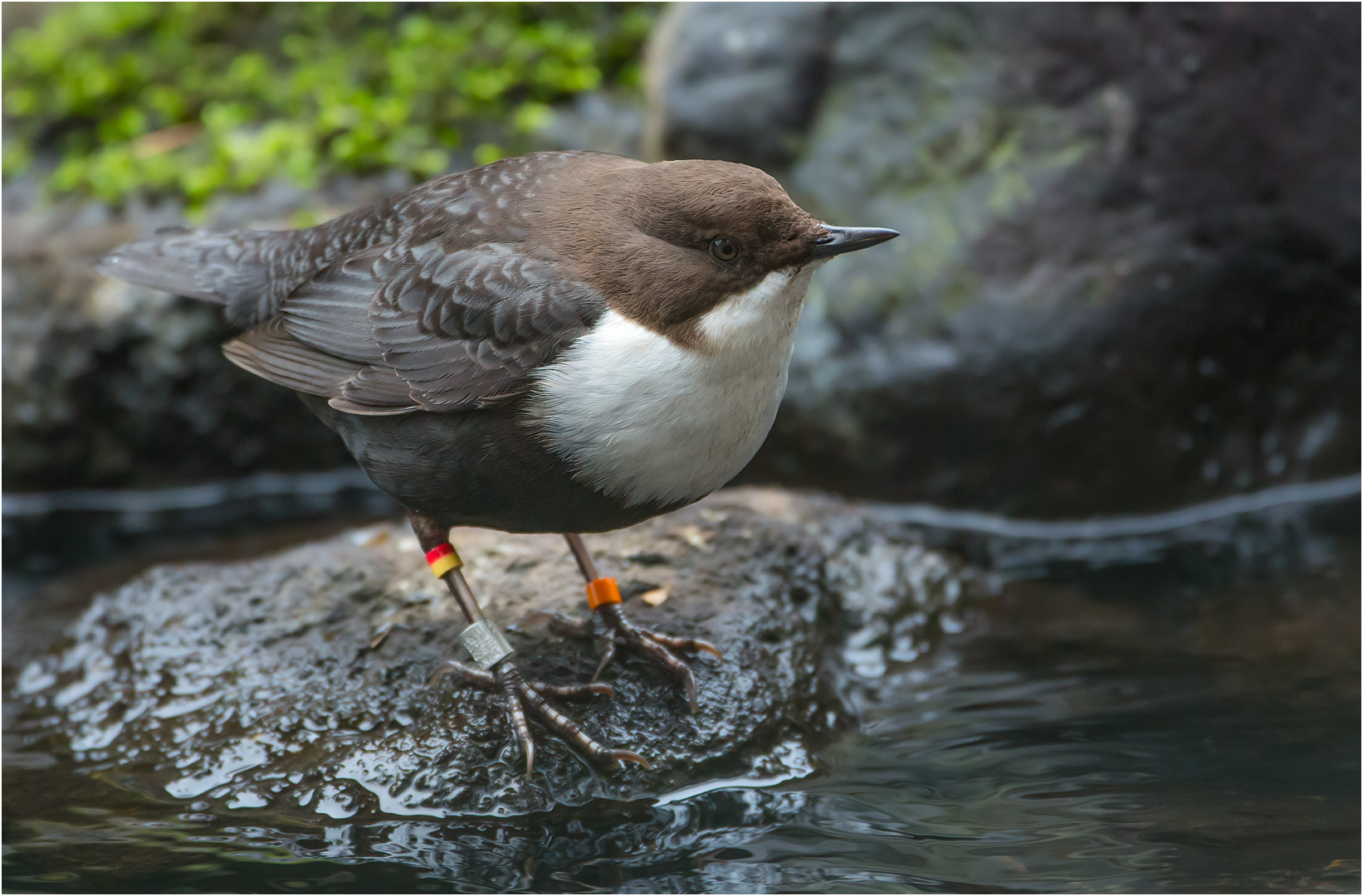 Wasseramsel